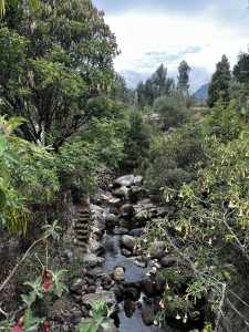 A rocky stream winds through dense Andean vegetation in Monguí, Boyacá, with yellow trumpet flowers, red fuchsias, and mossy stone steps by the water.