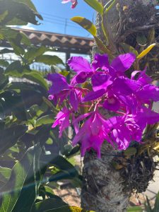 A close-up view of vibrant purple orchids blooming on a textured tree trunk, surrounded by lush green leaves. The background features a clear blue sky and an out-of-focus structure, creating a serene outdoor atmosphere. The sunlight highlights the delicate petals of the flowers, adding a warm glow to the scene.