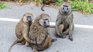 Three olive baboons resting on a gray road with a white line, viewed from a slightly high angle.