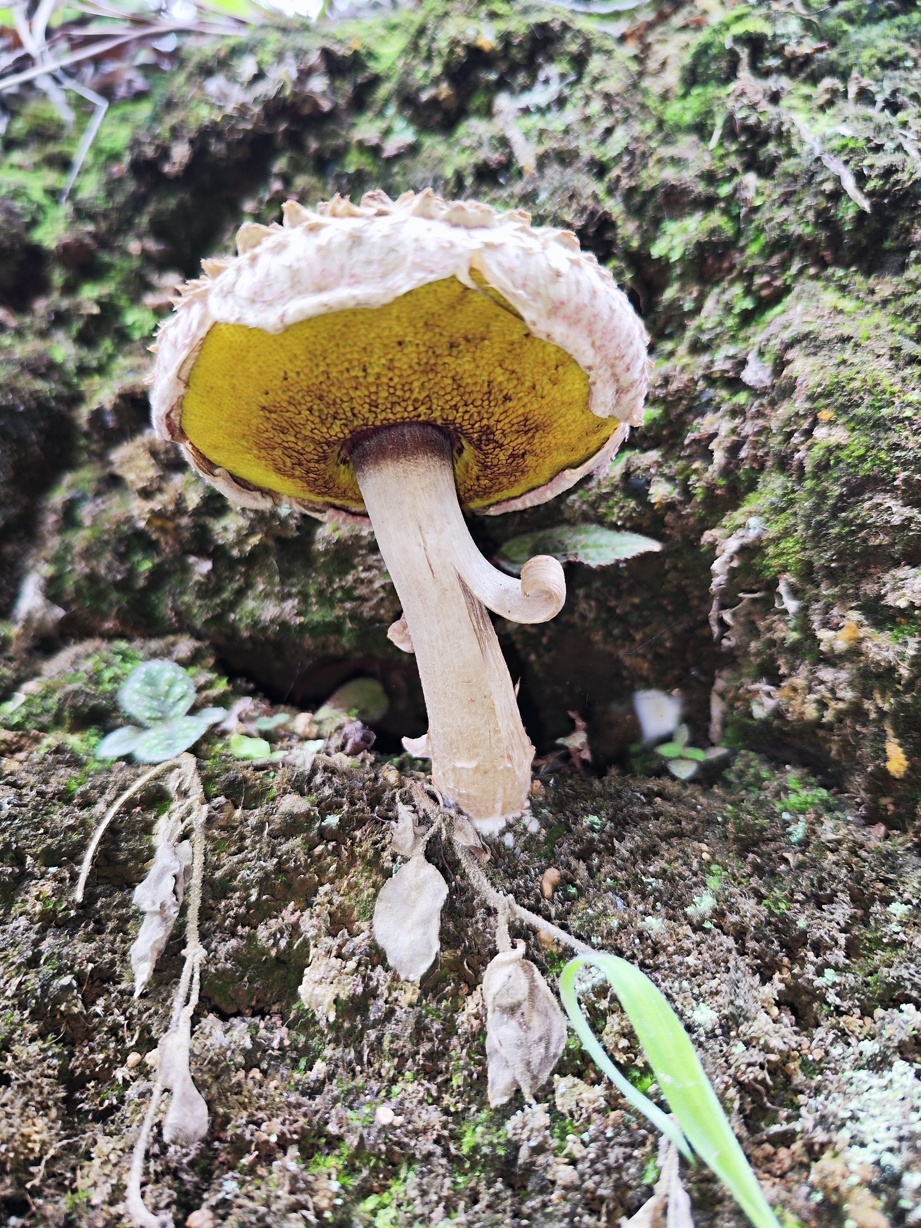 A mushroom growing from the forest floor, highlighting the delicate details of a small natural ecosystem.
