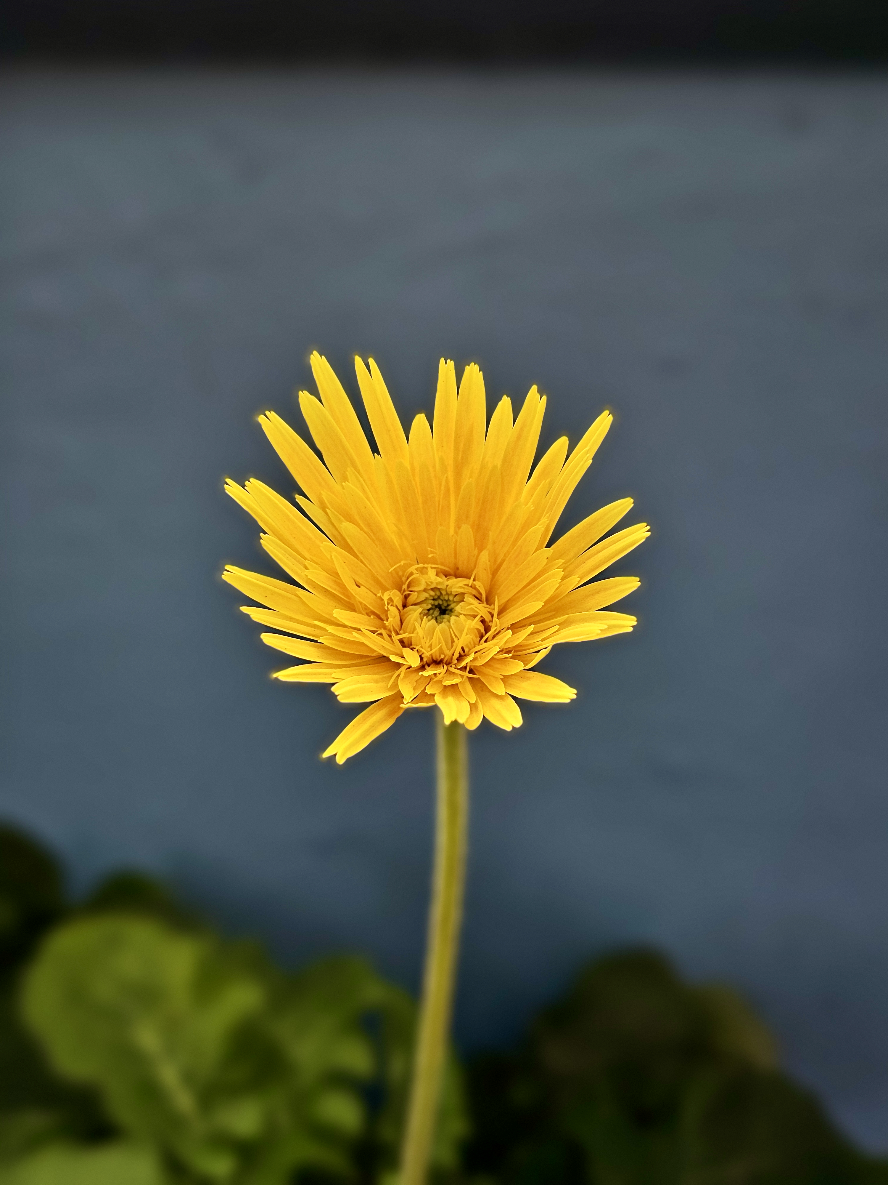 A bright Gerbera yellow flower stands tall, a soft just before full bloom, against a blurred background, making it stand out clearly. The simple composition highlights its beauty. Taken in Perumanna, Kerala.