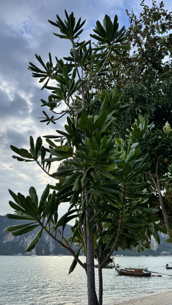 A young tree with long green leaves stands on a beach. In the background, the ocean reflects the bright sky, with a few wooden boats floating near the shore under a cloudy sky.