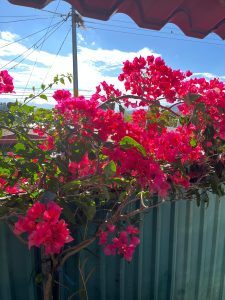 A vibrant display of pink bougainvillea flowers blooming against a backdrop of a blue sky with scattered clouds.