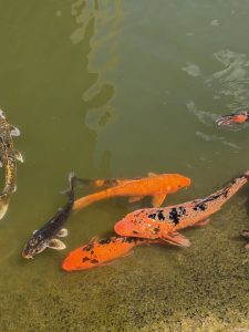 
A group of colorful koi fish swimming in a greenish pond.