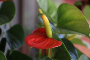 Close-up of a red anthurium flower with a yellow spadix and green leaves in the background.