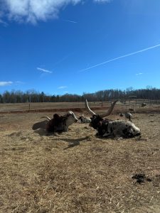 Longhorn cattle rest on dry grass in an open field under a bright blue sky.