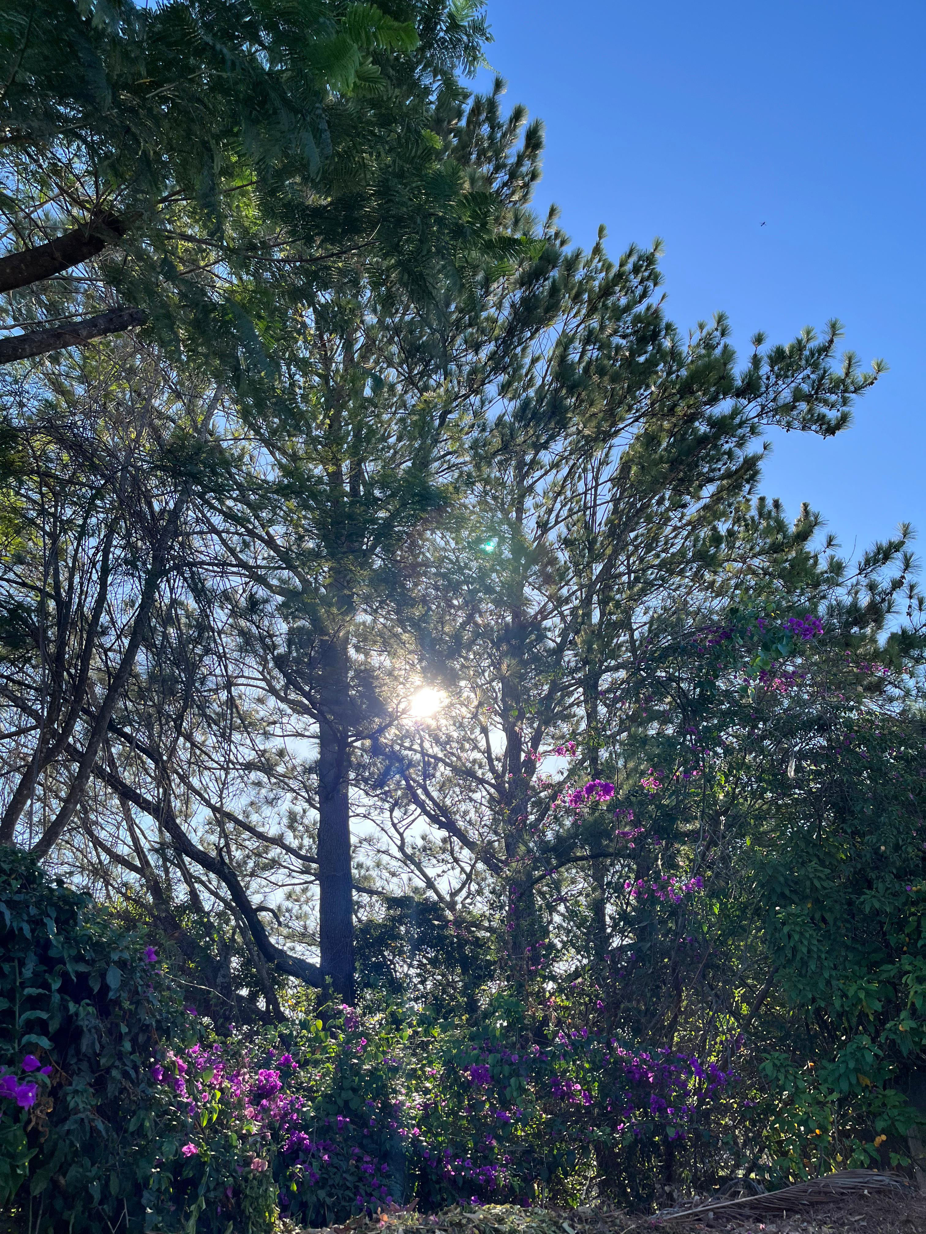 A serene outdoor scene featuring tall trees with lush green foliage, partially illuminated by sunlight filtering through the leaves. Vibrant purple flowers are blooming amidst the greenery.