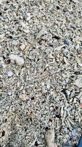 Top-down close-up of a beach surface covered with broken white coral, seashells, and pebbles in varied pale tones, forming a dense natural texture.