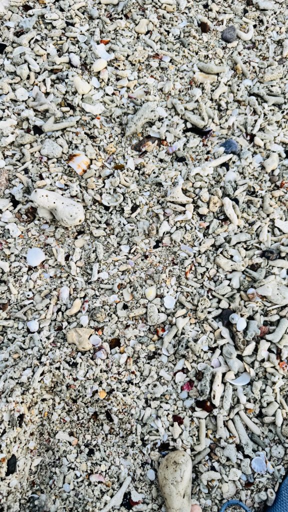 Top-down close-up of a beach surface covered with broken white coral, seashells, and pebbles in varied pale tones, forming a dense natural texture.