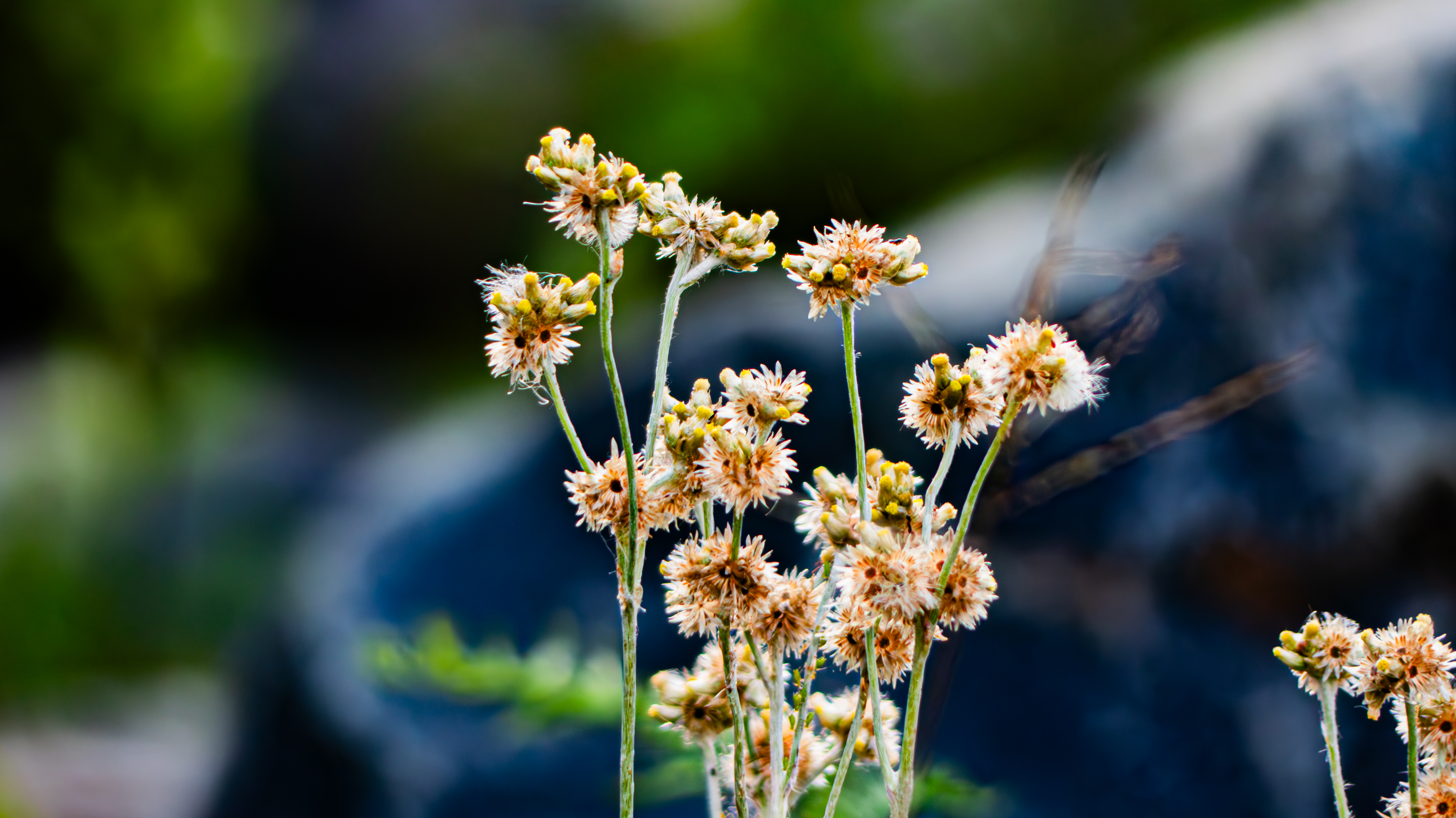 Delicate flower with thin, veined petals covered in dew, with unopened green buds and a textured stem below the bloom.