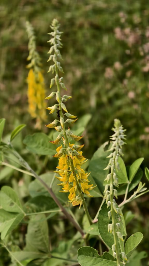A close-up photograph of tall, slender flower spikes featuring bright yellow flowers with a distinctive shape, surrounded by green leave