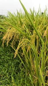 A close up of golden rice stalks heavy with grain ready for harvest growing among long green leaves in a sunny field.
