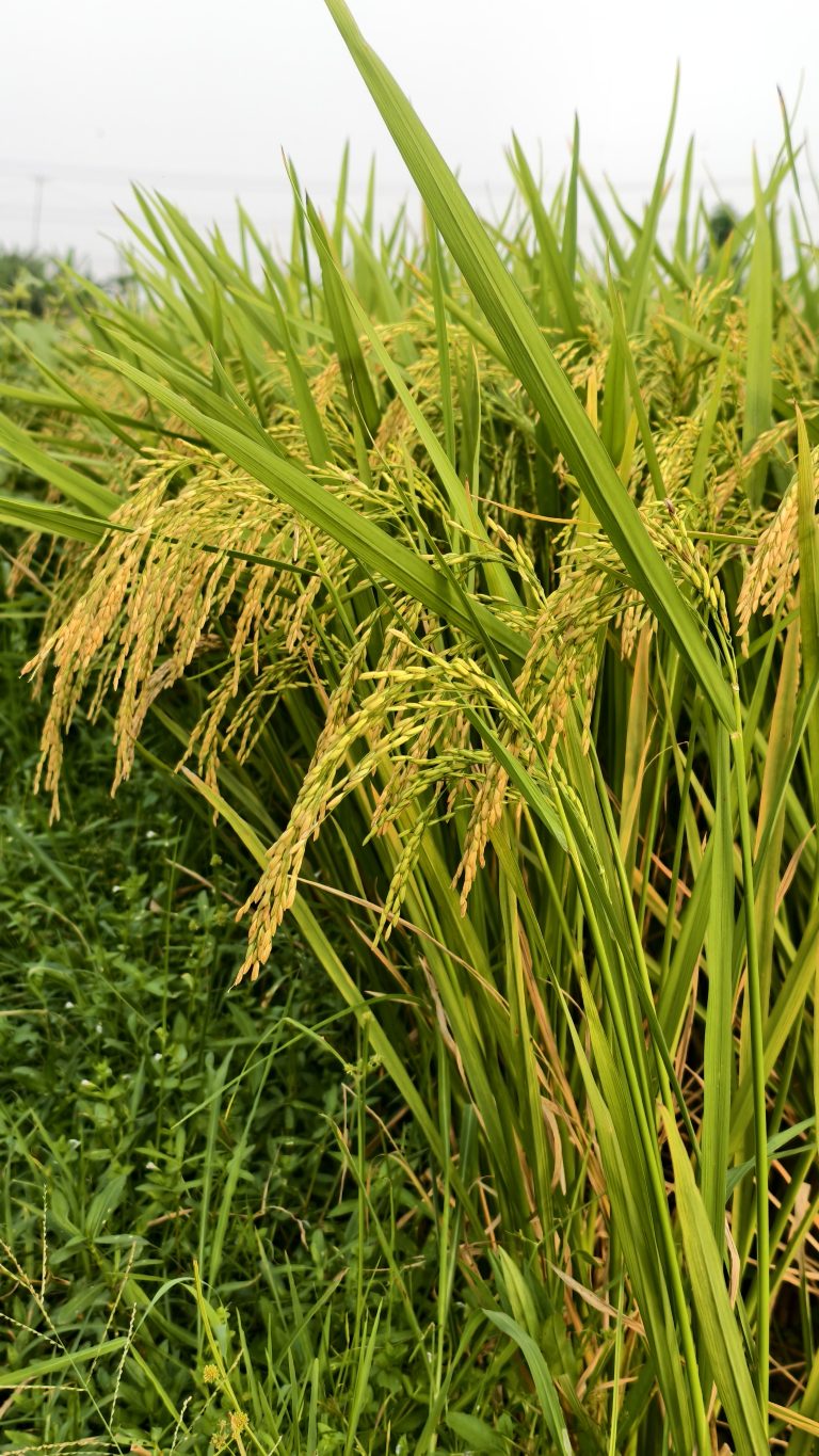 A close up of golden rice stalks heavy with grain ready for harvest growing among long green leaves in a sunny field.