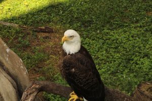 A bald eagle with a dark brown body and white head, perched on a branch at Zoo Miami.