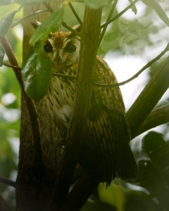 A brown and white owl with large round eyes peeks through green leaves and branches in a dense, leafy environment, suggesting a natural habitat. The lighting is soft, creating a serene atmosphere in the photograph.