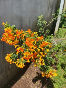 A close-up view of a vibrant cluster of yellow and orange trumpet-like flowers on a green shrub, set against a blurred gray wall in the background.
