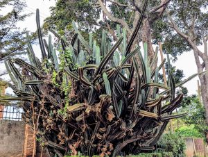 
A large, bushy cactus with long, upright green stems is surrounded by green foliage and vines.