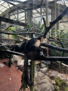 
A monkey is sitting on a wooden branch in a spacious enclosure filled with greenery. 