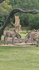Two zebras are seen grazing on the ground in a grassy area. In the background, there is a large, weathered tree stump and lush greenery, including low shrubs and trees. The scene captures a peaceful moment in a natural setting.