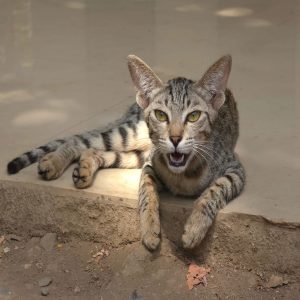 A young tabby cat with large ears and striking yellow eyes is lying on a stone surface, partially in the shade. The cat appears to be vocalizing, with its mouth open and a focused expression. Its striped fur is a mix of light brown and darker tones, and its paws are extended in front of it. The background includes a blurred, natural setting with some leaves scattered on the ground.