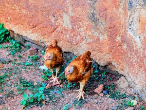 
Two brown chickens are pecking at the ground near a textured, reddish-brown wall. 