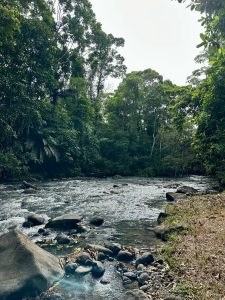 A river flows over smooth rocks, tucked away in a lush, green jungle filled with towering trees.