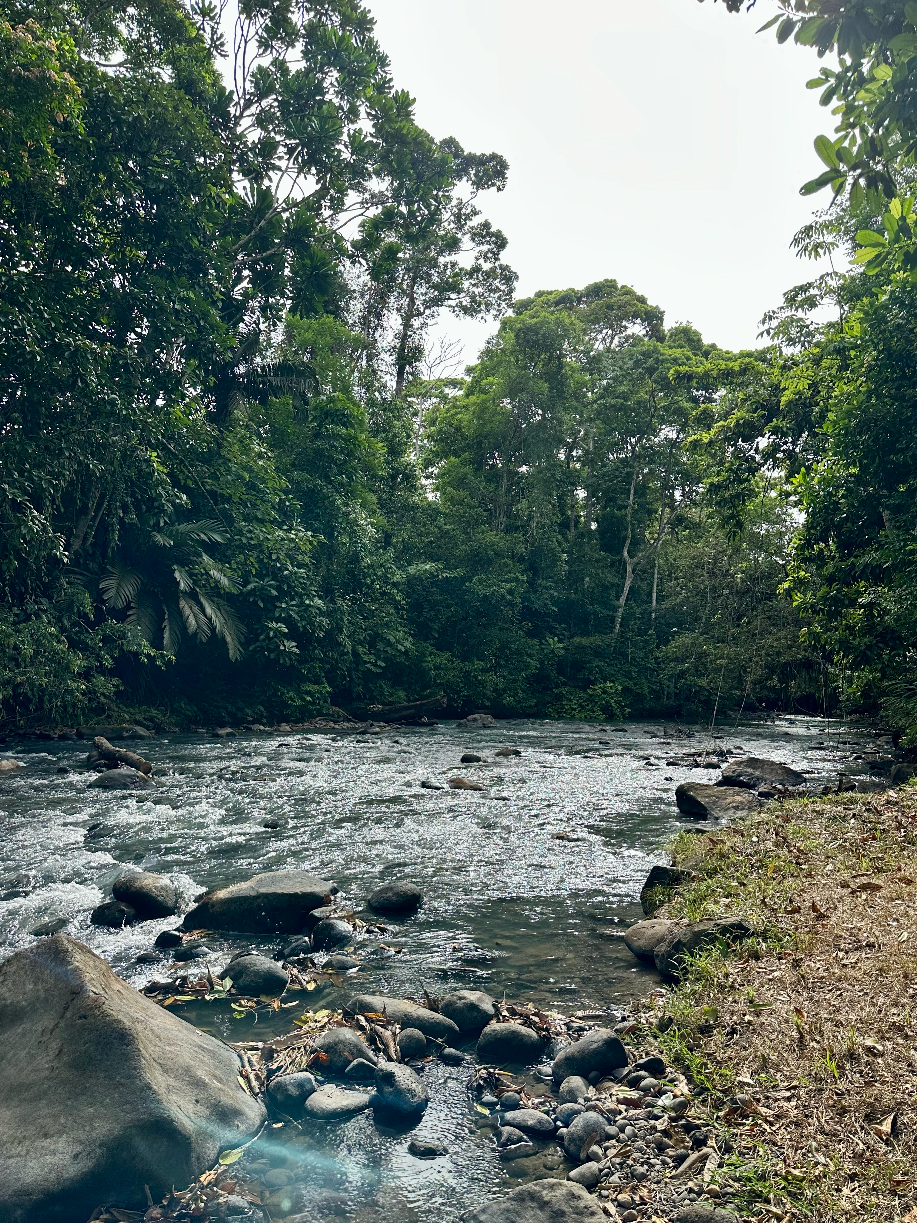 A river flows over smooth rocks, tucked away in a lush, green jungle filled with towering trees.