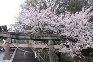 A stone torii gate stands at the entrance of a staircase leading up, flanked by blooming cherry blossom trees with delicate pink flowers. 