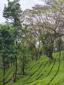 A lush hillside covered with neatly arranged rows of tea plants, flanked by several trees. The greenery showcases various shades, with taller trees providing shade and texture against a slightly cloudy sky. The scene conveys a tranquil, natural landscape typical of tea plantations.