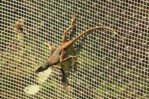 A lizard climbs a wire mesh screen at the Miami Zoo, its body angled as it moves upward.