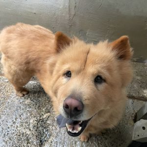 A fluffy, golden-brown dog with a distinctive facial marking, smiling and looking directly at the camera