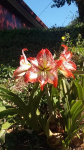 
A cluster of vibrant red and white Amaryllis flowers is blooming amidst green leaves.