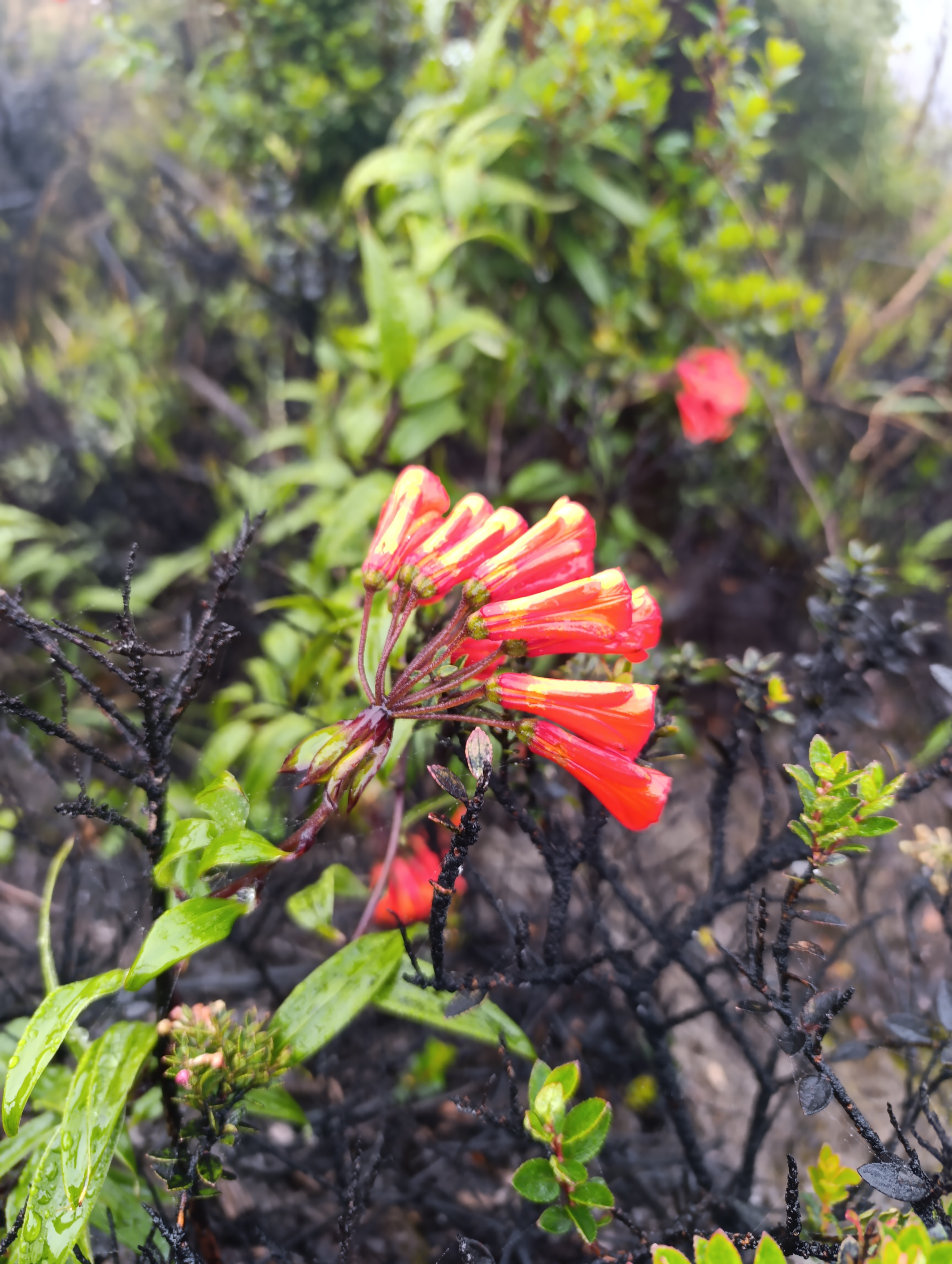 A cluster of red trumpet-shaped flowers growing among dark vegetation and green plants near Arenal Volcano in Costa Rica