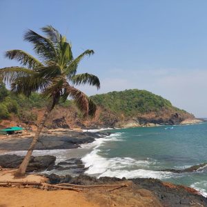 

A serene Gokarana beach scene featuring a tall palm tree leaning towards the ocean.