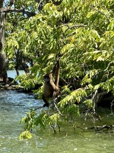 Monkey hanging from tree branches right above water.