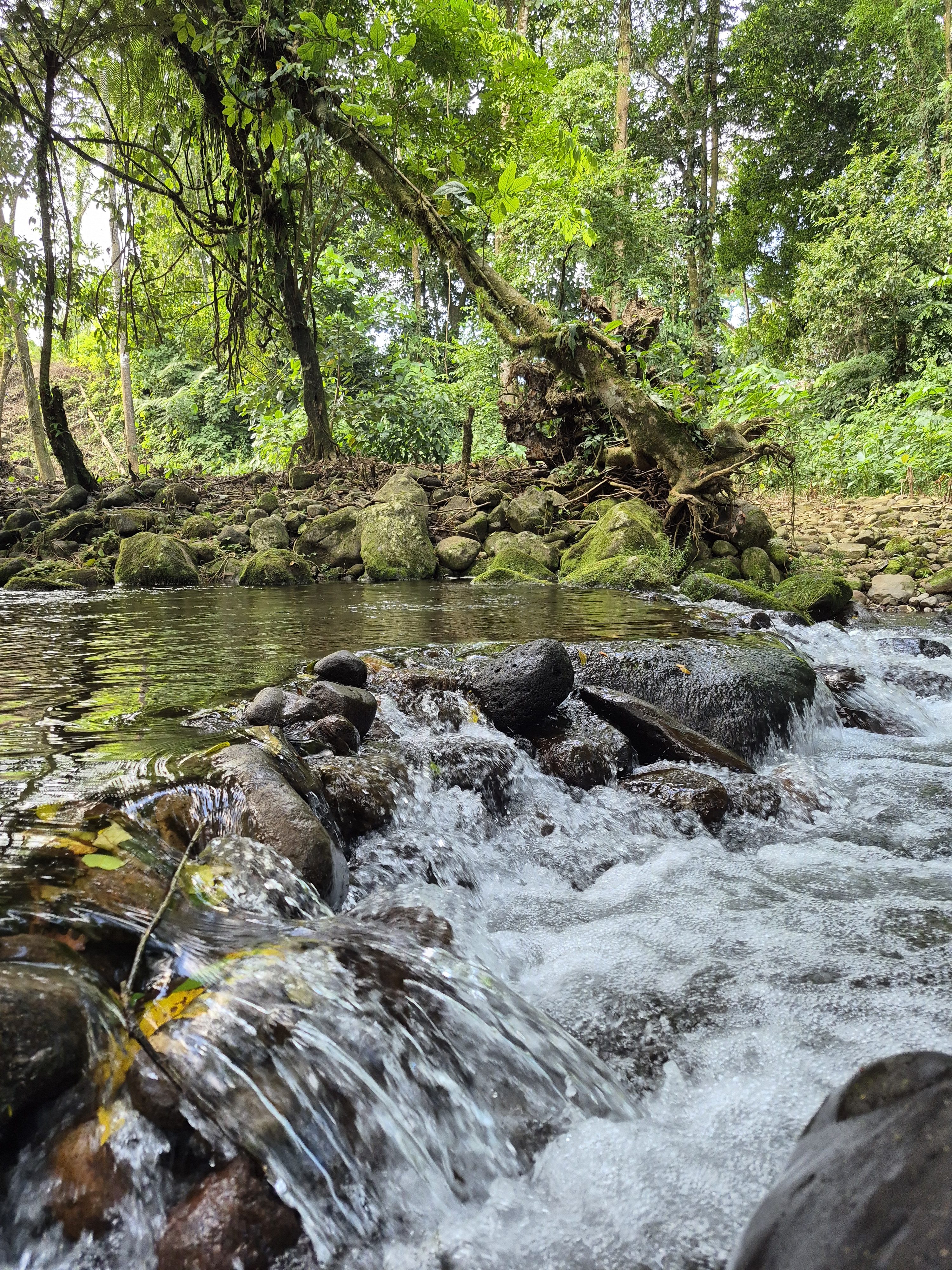 A calm river flowing over stones, surrounded by green trees and soft sunlight.