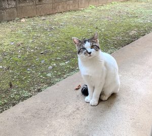 A white cat with gray markings sits on a concrete surface, looking directly at the camera. 
