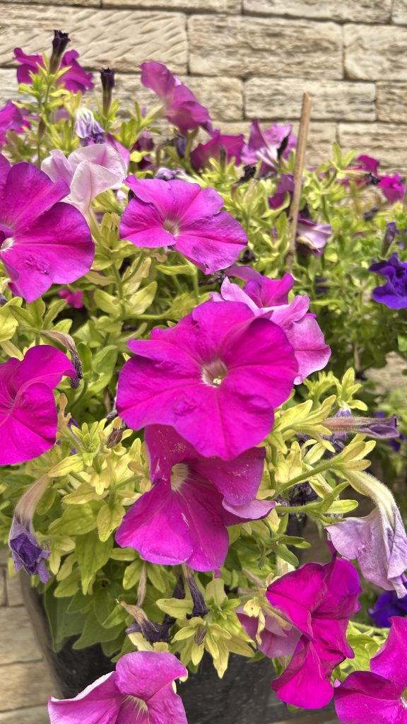A cluster of pink flowers with various other flowers in the background.