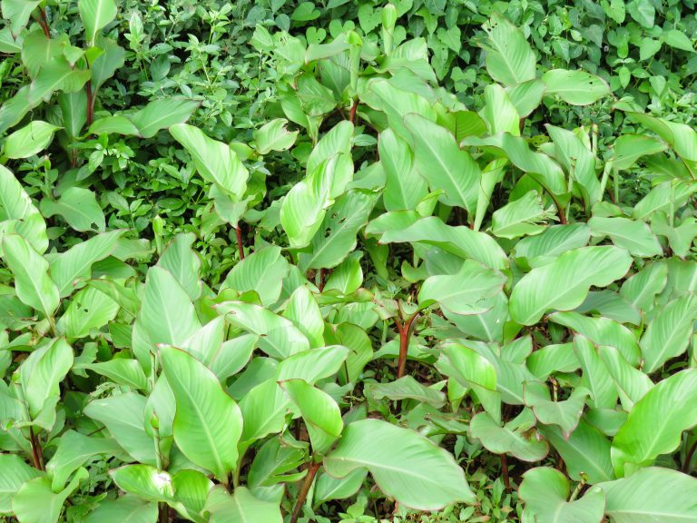 Dense thicket of broad green leaves with reddish stems, interwoven with vines and smaller plants forming a layered carpet of vegetation.
