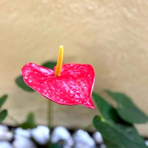 A vibrant red flower with a heart-shaped petal and a yellow spadix emerges from green foliage, situated against a textured beige background. White pebbles are visible at the base of the plant, enhancing the natural setting.