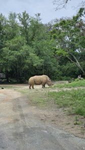 The rhinoceros has thick, greyish-tan skin with visible folds and a sturdy build, positioned on a patch of sandy earth near a cluster of green shrubs. In the background, a dense wall of tall, lush green trees and varied foliage creates a forest-like setting under an overcast, pale sky.