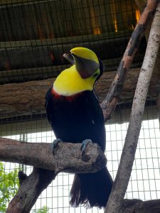 A colorful toucan perched on a branch, showing its striking beak and vibrant feathers in a calm natural setting.