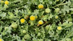 Multiple small yellow button-like flowers with fuzzy green centers grow among a dense cluster of green serrated leaves.
