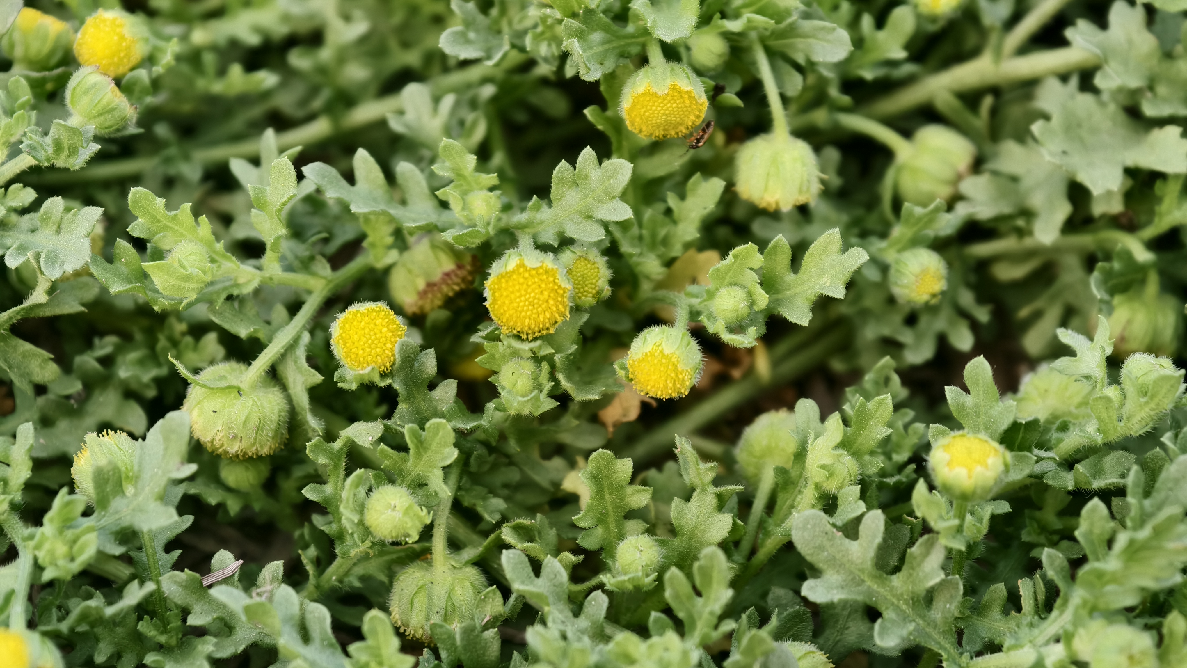 Multiple small yellow button-like flowers with fuzzy green centers grow among a dense cluster of green serrated leaves.