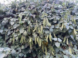 A leafy vine with clusters of green bean pods.