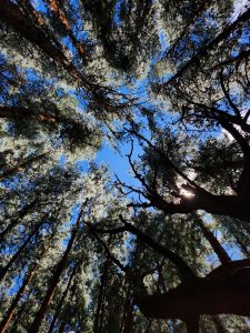 Tall trees stretching high toward a bright blue sky, with sunlight filtering through the branches, creating a peaceful, immersive, and magical forest atmosphere