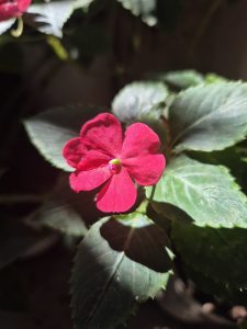 Close-up of a red flower surrounded by greenery.