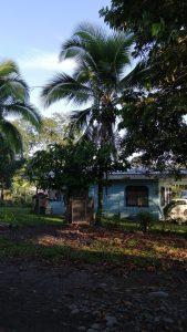 A tropical scene featuring a blue house partially obscured by lush greenery, including tall palm trees and dense foliage. In the foreground, there is a patch of ground covered with dried leaves and rocks.