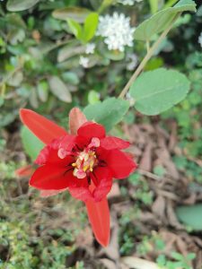 Close-up of a vibrant red flower with pointed glossy petals and a yellow-brown center.
