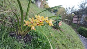 A cluster of bright yellow orchids with hints of red at the center blooms amidst lush green grass. The plants are positioned on a gentle slope, with garden vegetation and a few shrubs visible in the background, creating a serene natural setting.